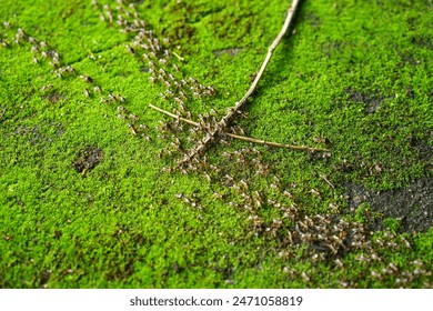 Macro close up a colony of ants are parade walking on green moss to go to their nest, Behavior of ants. - Powered by Shutterstock