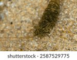 macro close up of a common prawn (Palaemon serratus) camouflaged on the sandy bottom of a tidal pool at low tide in Galicia (Spain)