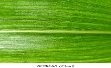 Macro close up corn leaf surface showing natural organic plant texture and green pattern