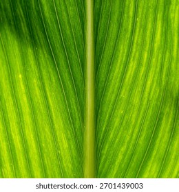 Macro close up corn leaf surface showing natural organic plant texture and green pattern