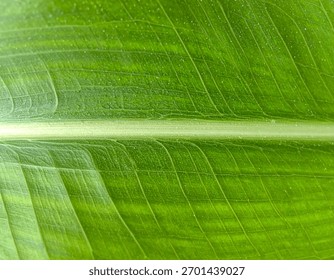 Macro close up corn leaf surface showing natural organic plant texture and green pattern