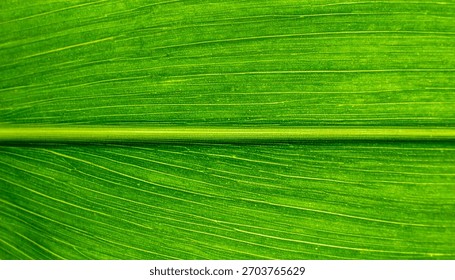 Macro close up corn leaf surface showing natural organic plant texture and green pattern