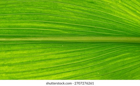 Macro close up corn leaf surface showing natural organic plant texture and green pattern
