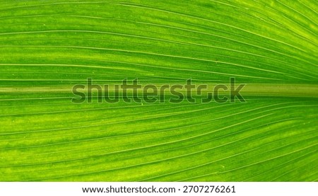 Macro close up corn leaf surface showing natural organic plant texture and green pattern