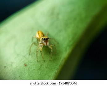 Macro close up of a cosmophasis lami jumping spider on the green leaf with blurry background. 