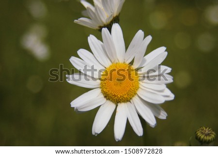 Macro close up of a Daisy, somber spring