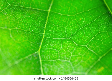 Macro Close Up Of  Deep Green Avocado Tree Leaf With Veins Of Epidermis Structure, Protoplast, Useful As Backround Picture