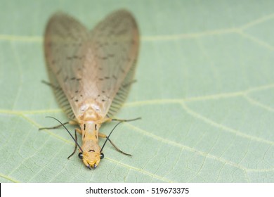 35 Dobson Fly Images, Stock Photos & Vectors | Shutterstock