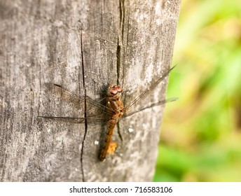 Macro Close Up Of Dragon Fly On Wooden Background Post Sympetrum Striolatum; England; UK