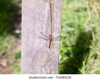 Macro Close Up Of Dragon Fly On Wooden Background Post Sympetrum Striolatum; England; UK