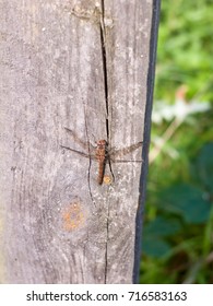 Macro Close Up Of Dragon Fly On Wooden Background Post Sympetrum Striolatum; England; UK