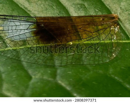 Macro Close up of Dragon fly Wings on Leaf