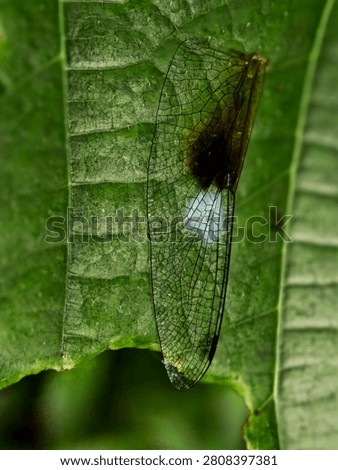 Macro Close up of Dragon fly Wings on Leaf
