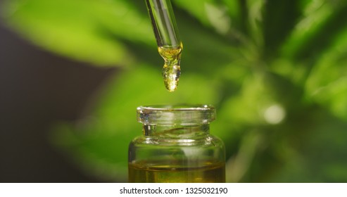 Macro Close Up Of Droplet Dosing A Biological And Ecological Hemp Plant Herbal Pharmaceutical Cbd Oil From A Jar.