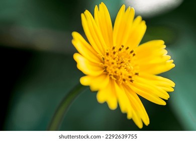 A macro close up of Euryops pectinatus in full bloom in the sun.A single yellow daisy.golden chrysanthemums. selective focus. Flower core clearly visible.goldenrod