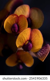 Macro Close up of an Eutaxia Fabaceae, a native australian wild flower with beautiful light