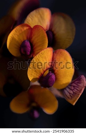 Macro Close up of an Eutaxia Fabaceae, a native australian wild flower with beautiful light