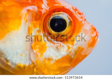 macro close up eye and faces goldfish