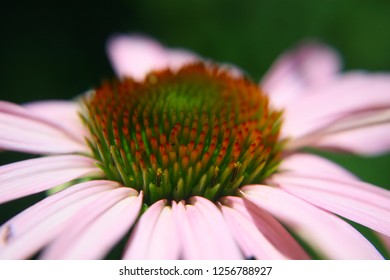 Macro Close up of Flower