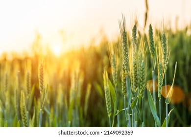 Macro close up of fresh ears of young green wheat in spring field. Agriculture scene. - Shutterstock ID 2149092369