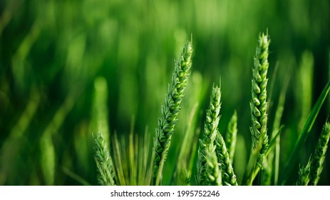 Macro close up of fresh young ears of young green wheat in spring summer field. Free space for text. Agriculture scene - Powered by Shutterstock