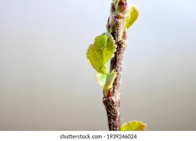 Macro Close Up Of Green Aphids On An Apple Tree Sapling Leaf