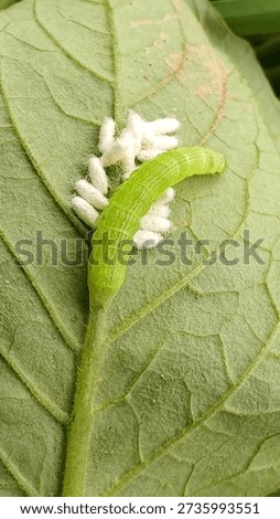 Macro close up of a green caterpillar infested with white parasitic wasp eggs on a leaf surface, showing insect life cycle, pest control in nature, and ecological interaction.