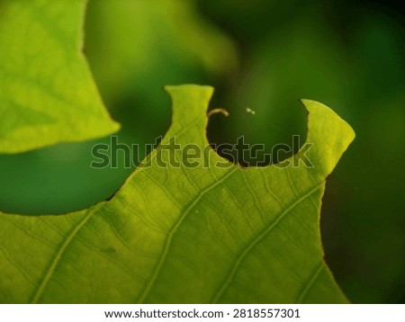 Macro Close Up of Green Leaf with Caterpillar Pest Bite Mark on Blurred Background