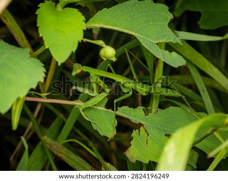 Macro close up of a green praying mantis perched on lush green leaves and stems in a natural garden environment