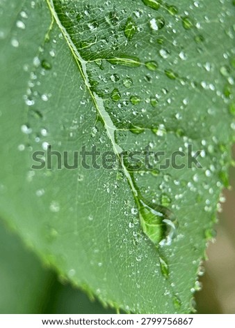 Macro close up of green rose leaf with sparkling crystal clear water droplets after rain