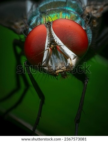 Macro Close up of House fly