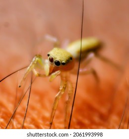 Macro Close Up Hyllus Semicupreus Baby Jumping Spider On Skin Hand