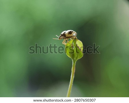 Macro Close Up of a Ladybug Beetle on Green Flower Bud with Soft Bokeh Background


A high-resolution macro photograph of a colorful ladybug beetle (Coccinellidae) resting on a fresh green flower bud in its natural habitat. The image showcases intricate insect patterns, vibrant natural colors, and a beautiful soft green bokeh background with generous copy space. Ideal for themes related to wildlife, biodiversity, ecology, beneficial insects, gardening, agriculture, environmental conservation, biology, and educational or scientific publications.