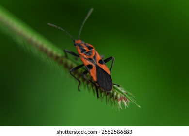 Macro  close up of a Large Milkweed Bug on leaf