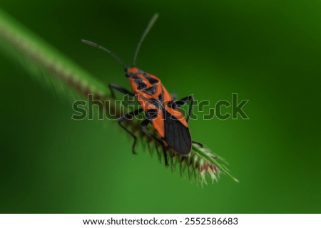 Macro  close up of a Large Milkweed Bug on leaf