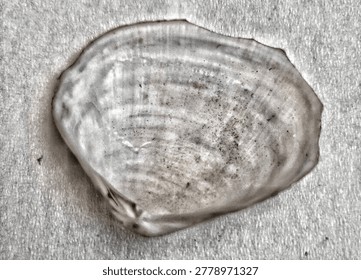 Macro close up of a large natural  shells on tissue with intricate ridge, groove and skeletal patterns, placed on white tissue paper showing soft paper fiber texture. Abstract organic concept for marine biology, natural history, coastal decor, and textured backgrounds. High resolution photo of authentic coral fossil. Fossilized coral, not live coral. Ethically sourced.