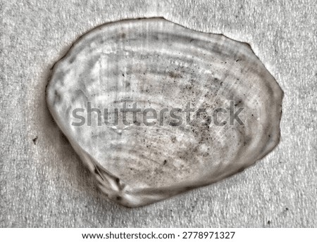 Macro close up of a large natural  shells on tissue with intricate ridge, groove and skeletal patterns, placed on white tissue paper showing soft paper fiber texture. Abstract organic concept for marine biology, natural history, coastal decor, and textured backgrounds. High resolution photo of authentic coral fossil. Fossilized coral, not live coral. Ethically sourced.