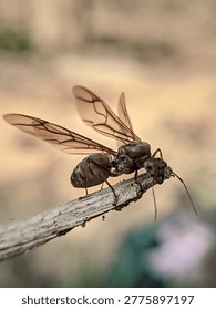 Macro close up of a large winged queen ant alate with transparent brown wings resting on a dry wooden twig. Detailed view of insect body, antennae, and wing veins. Soft blurred natural background with warm tones. Entomology and wildlife concept during mating season.