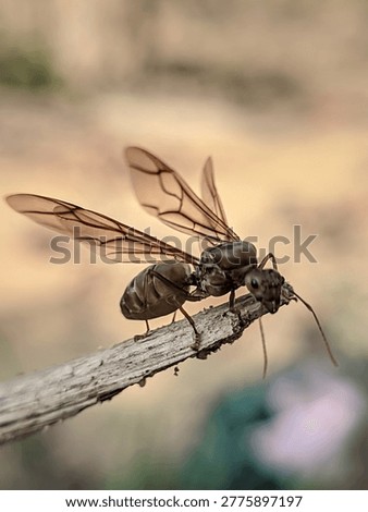 Macro close up of a large winged queen ant alate with transparent brown wings resting on a dry wooden twig. Detailed view of insect body, antennae, and wing veins. Soft blurred natural background with warm tones. Entomology and wildlife concept during mating season.