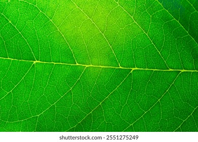 Macro close up leaf texture,Leaf texture macro. Leaf vein pattern macro photography. Green leaf cells macro. Leaf close-up shot.
