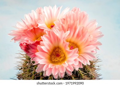 Macro close up of light pink flowers of cactus. A stunning bright pink tender echinopsis spiky cactus flower, a natural wonder. Flying Saucer Cactus in Bloom. Blooming cactus flower.
