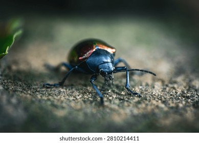 Macro Close Up of a Metallic Leaf Beetle on Stone