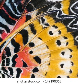 Macro Close Up Of An Monarch Butterfly Wing 