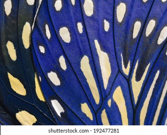 Macro Close Up Of An Monarch Butterfly Wing