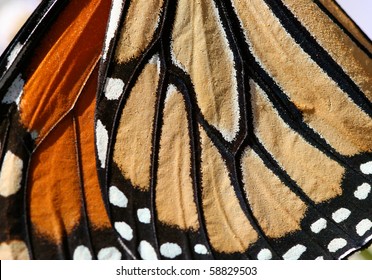 Macro Close Up Of An Monarch Butterfly Wing