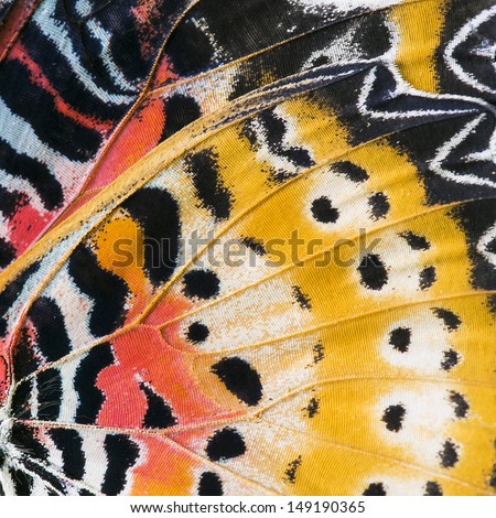 Macro close up of an Monarch Butterfly Wing 