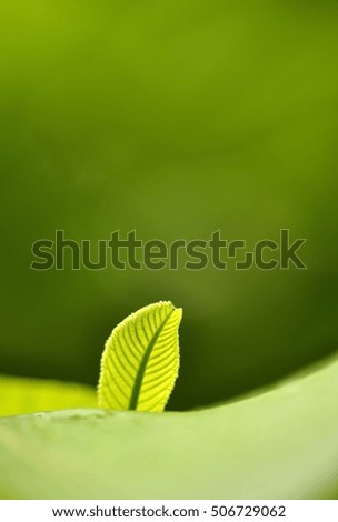 monster Leaf Green