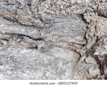 Macro close up of old tree bark with intricate network of cracks, peeling layers, and rough weathered surface. The natural gray and brown tones create an abstract organic pattern. Ideal for backgrounds, textures, nature concepts, aging, and rustic or grunge design projects.