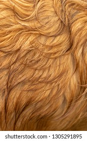 Macro Close Up On Wet Blonde Hair Of A Purebred Golden Retriever Dog, In An Animal Fur Background