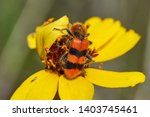 Macro Close up of Orange Checkered beetle Trichodes apiarius on a Stiff Greenthread flower. West Texas